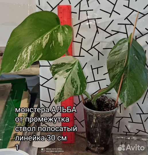 Монстера Альба вар