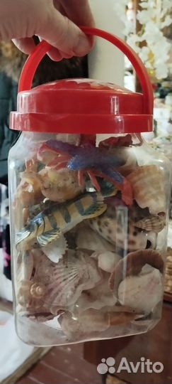 Морские ракушки раковины