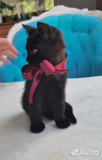 Котенок бесплатно