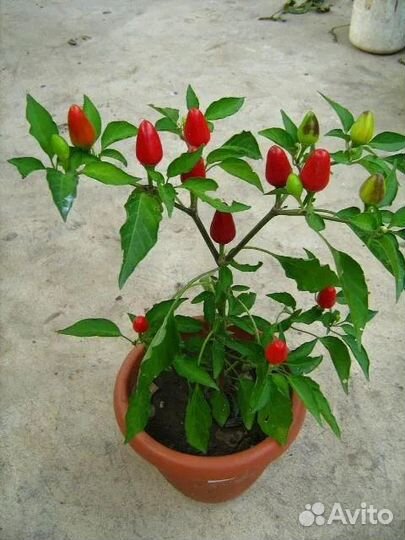 Перец комнатный острый