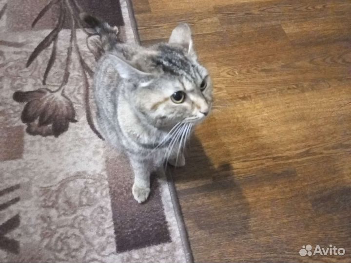 Кошки в добрые руки бесплатно