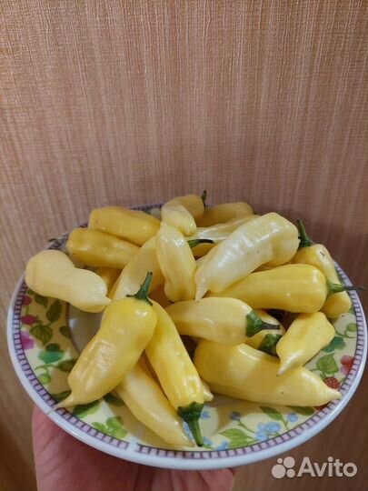 Перец острый Нага Морич белый