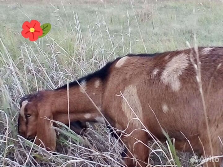 Нубийский козел