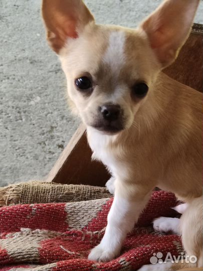 Щенки чихуахуа