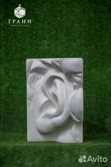 Ухо Давида левое (гипс) 25*16*15 см