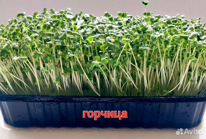 Микрозелень