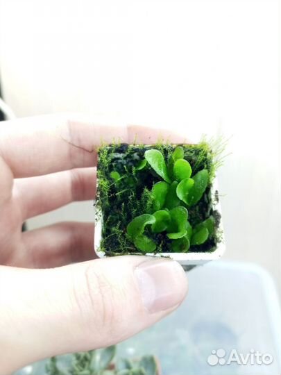 Папоротники, суккуленты и Хедера