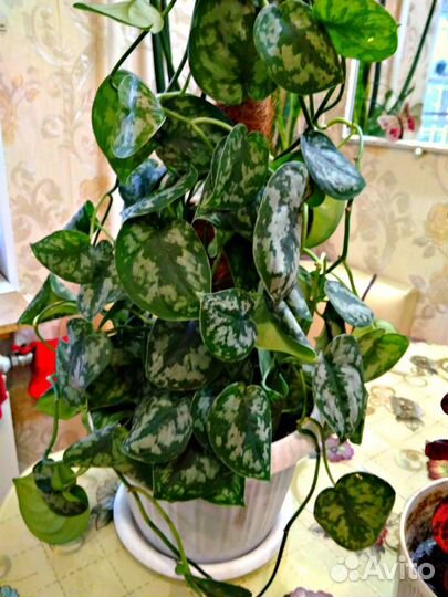 Комнатные цветочки