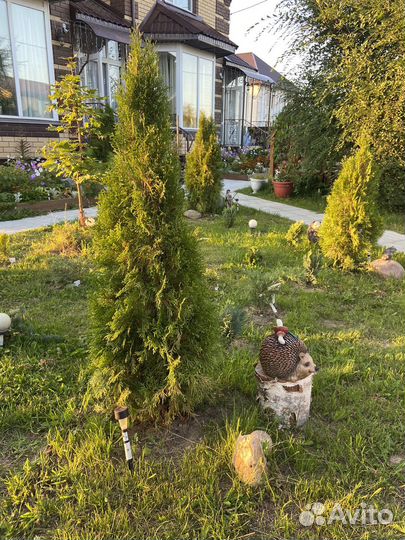 Туя смарагд