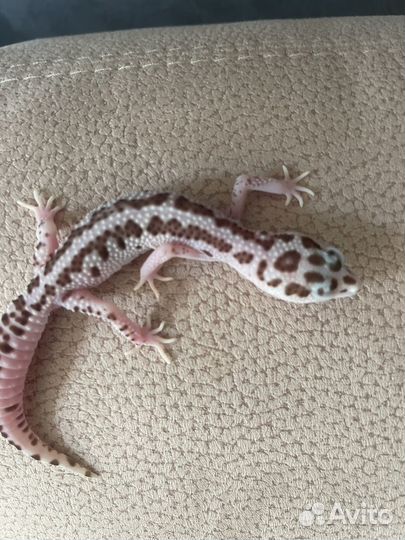 Геккон эублефар