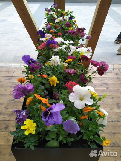 Ящики цветов только для кафе и ресторанов