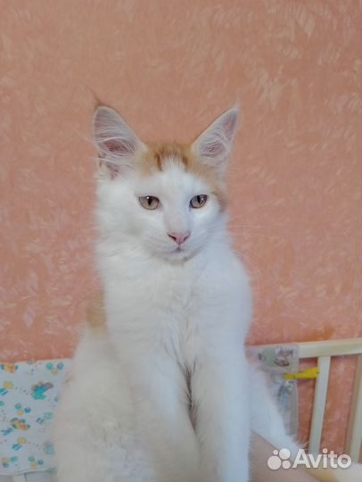 Котята мейн-кун классика