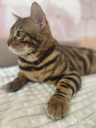 Бенгальский кот вязка