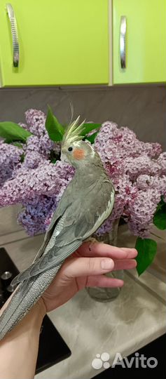 Два птенца кореллы(мальчики)