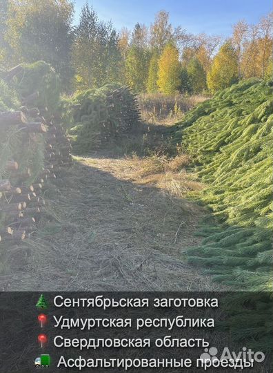 Сосна сентябрьская рождественская опт