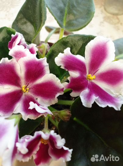 Листики фиалки