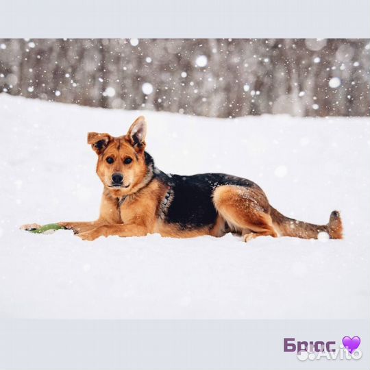 Шикарный пес в добрые руки