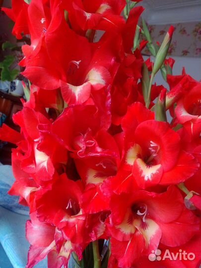 Гладиолусы, дельфиниумы, гейхера