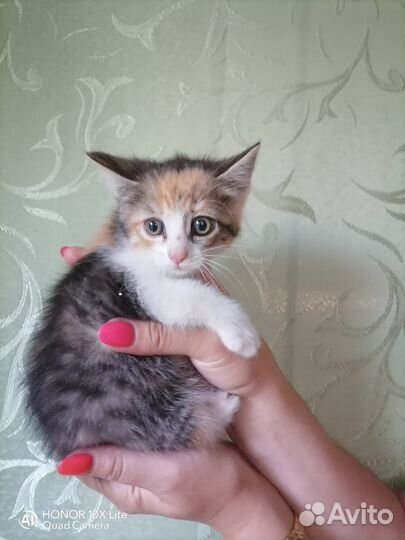 Котята в добрые руки бесплатно м