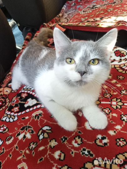 Котята ручные