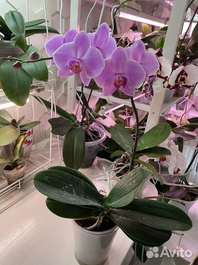 Орхидея фаленопсис