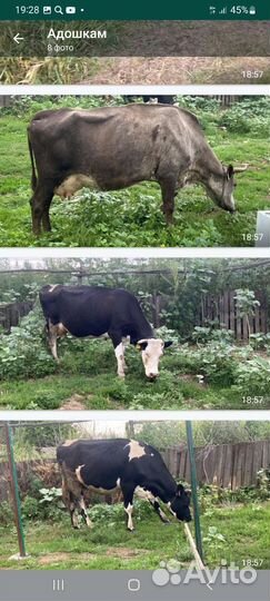 Короваы дойные и тёлочка