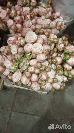 Кустовая роза (бомбастик)