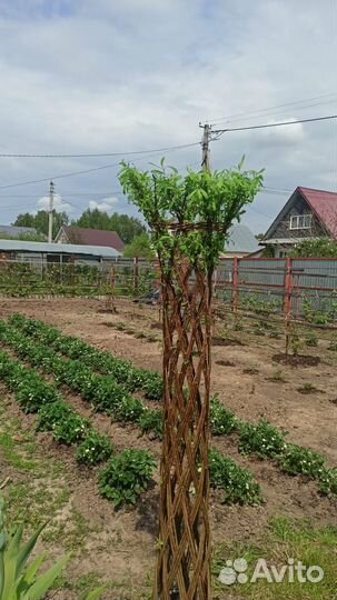 Ива плетеная (дерево)