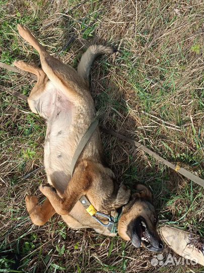 Мама с щенком