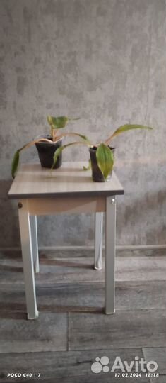 Комнатные цветы