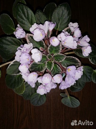 Фиалки сортовые (укорененные листья)