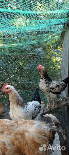 Молодые петухи