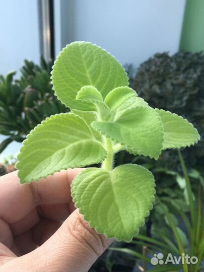 Плектрантус (Plectranthus) или Шпороцветник