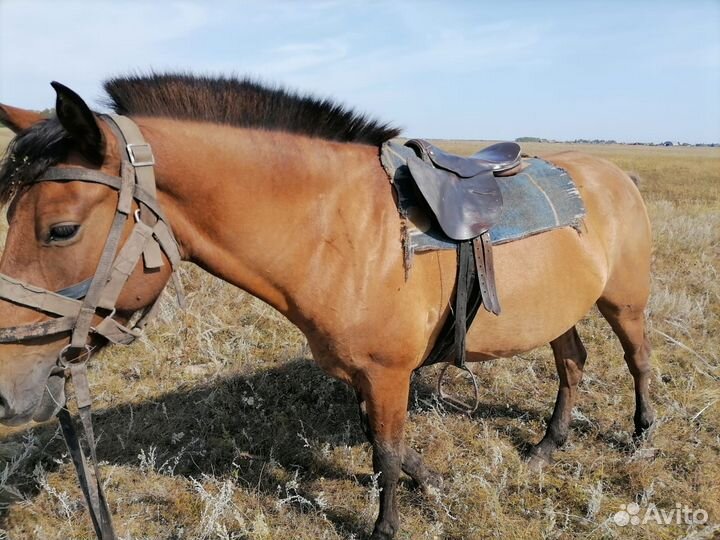 Обменяю кобылу на кобылу жеребую