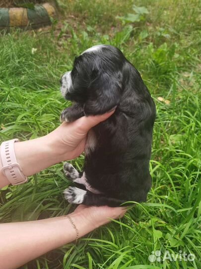 Щенки английского кокер спаниеля