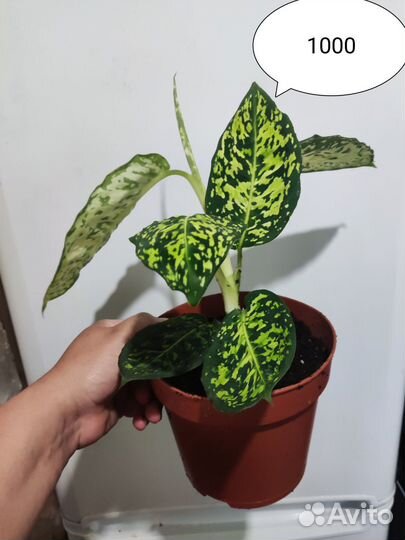 Диффенбахия рефлектор,компакта,филодендрон,аглаоне