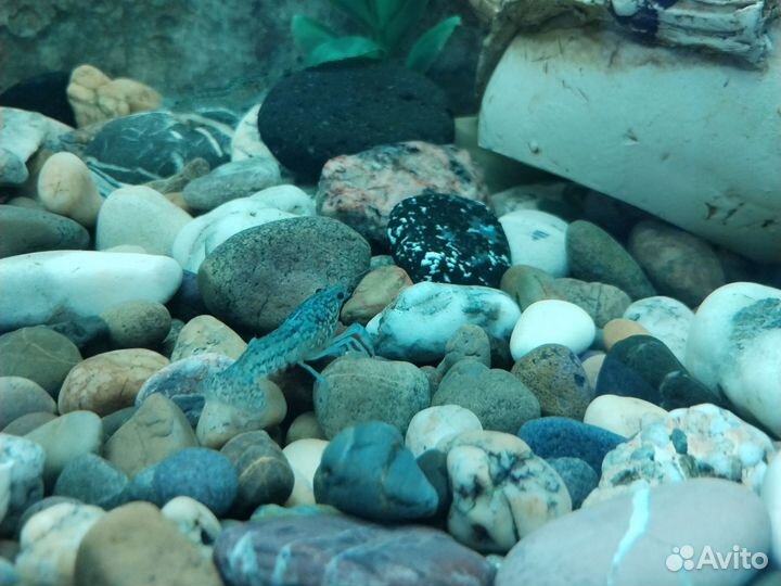 Голубой кубинский рак