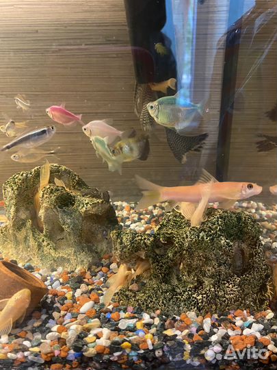 Продам готовый аквариум