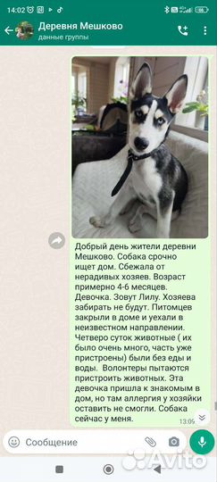 Сибирский хаски