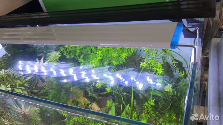 Светильники и лампы для аквариума