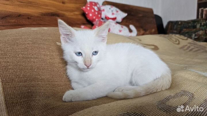 Отдам котенка в добрые руки бесплатно