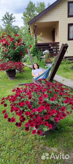 Петуния тайдал, ред и черри