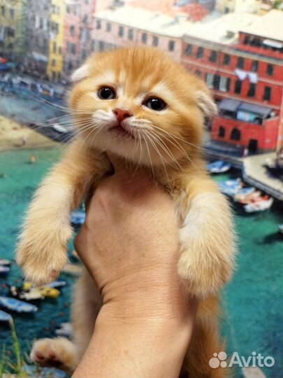 Чистокровные шотландские котики