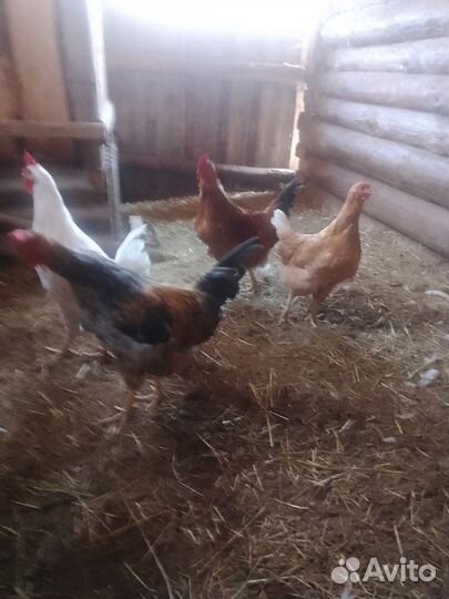 Куры петухи