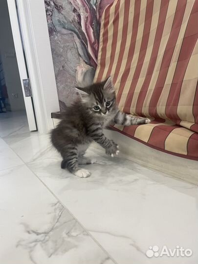 Милая кошечка