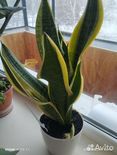 Сансевиерия