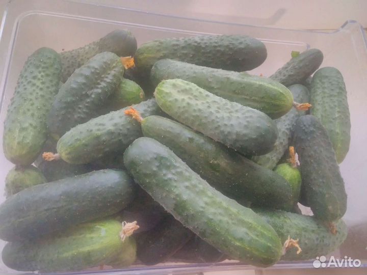 Огурцы