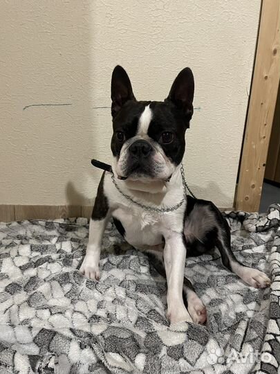 Бостон терьер для вязки