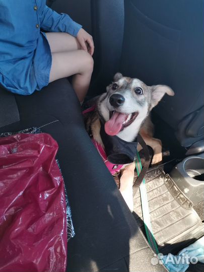 Собака в добрые руки