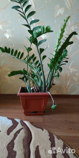 Замиокулькас